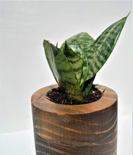 Load image into Gallery viewer, Minimalist Wood Planter Round ( Walnut Finish )