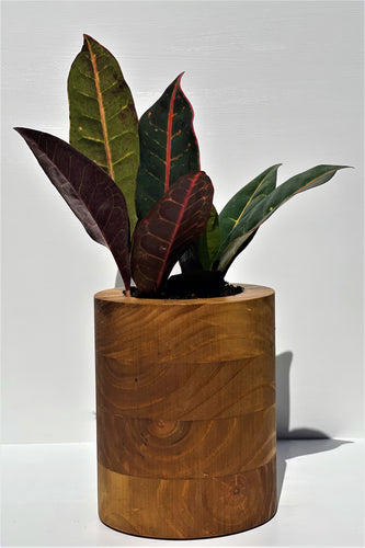 Minimalist Wood Planter Round ( Golden Oak Finish )